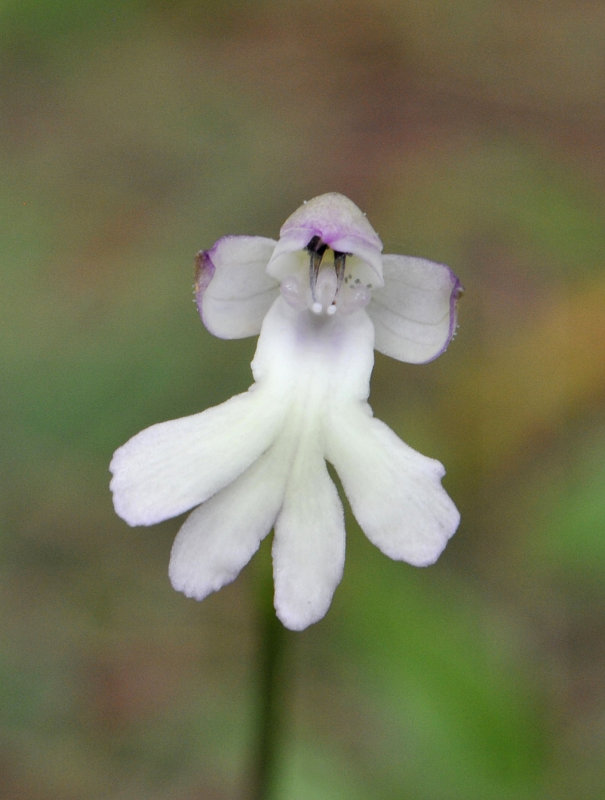 Cynorkis fastigiata. Close-up.