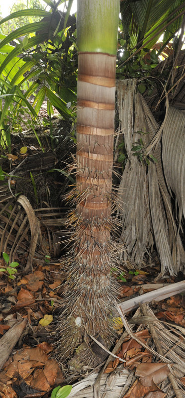 Deckenia nobilis. Trunk.