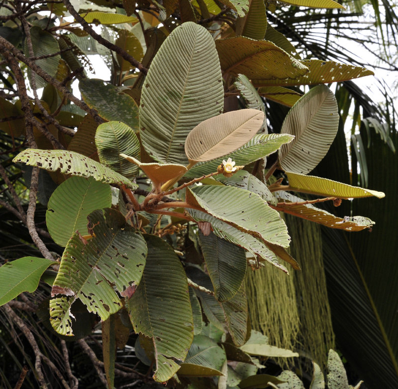 Dillenia_ferruginea._Closer.2.jpg