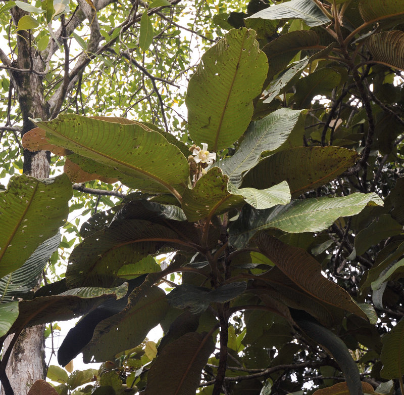 Dillenia_ferruginea._Closer.3.jpg