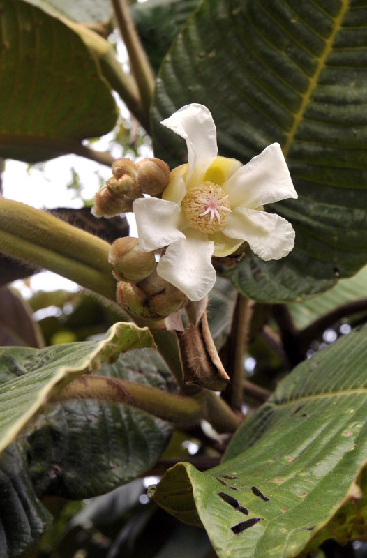 Dillenia_ferruginea._Closeup.2.jpg