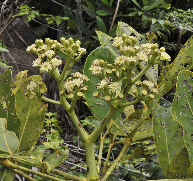 Polyscias_crassa._Closer.4.jpg