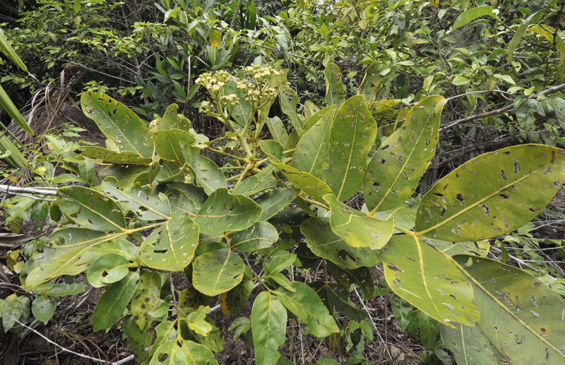 Polyscias_crassa._Closer.jpg