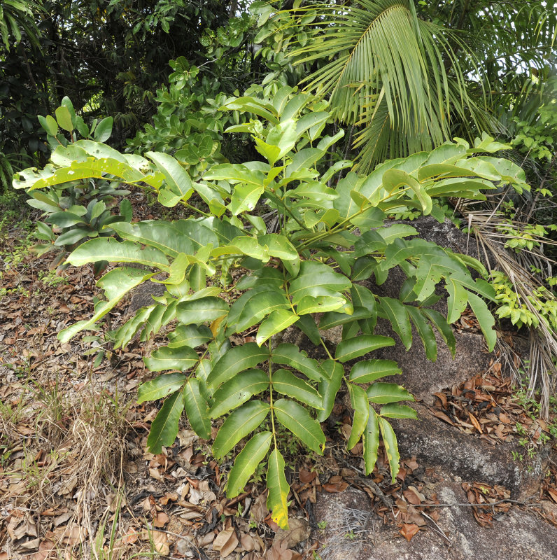 Polyscias_crassa.2.jpg