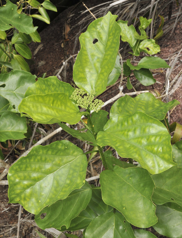 Premna_serratifolia._Closer.jpg