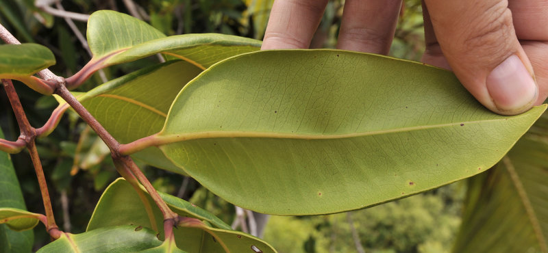 Syzygium wrightii. Leaf underside.