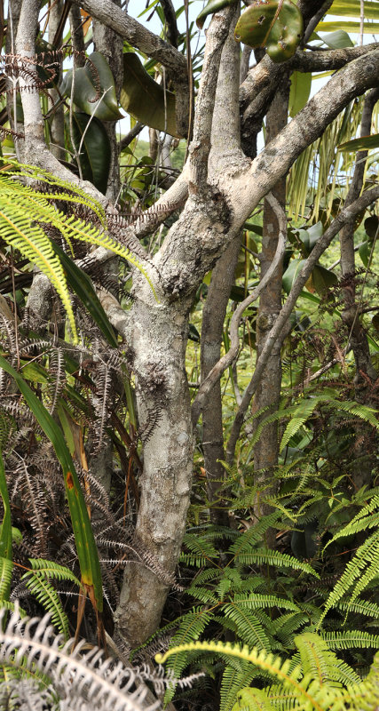 Syzygium wrightii. Trunk.