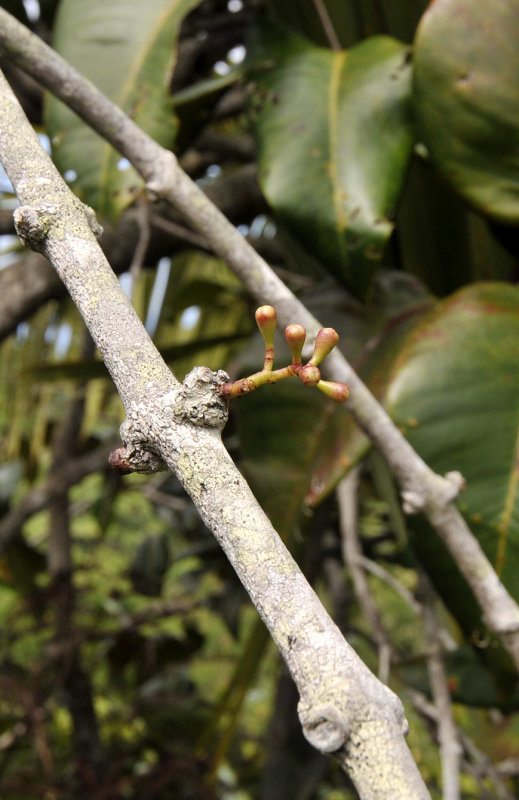 Syzygium wrightii. Young inflorescenses.