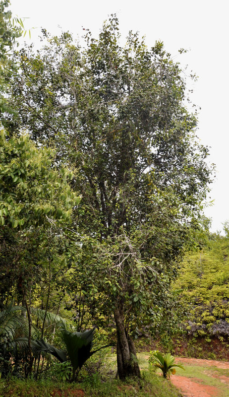 Syzygium wrightii