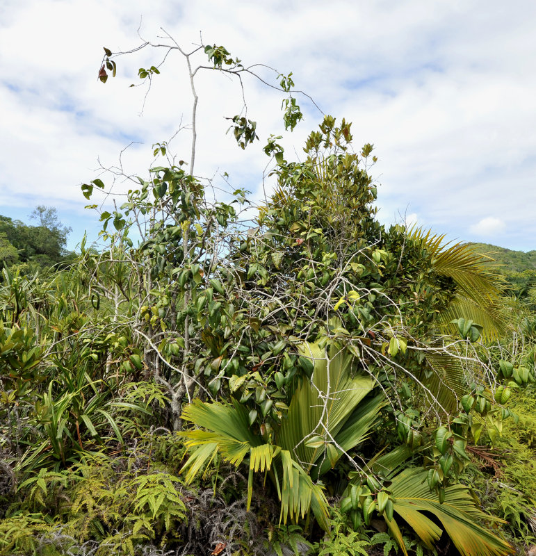 Syzygium wrightii