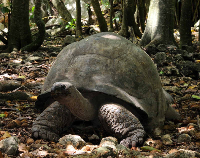 Geochelone gigantea 