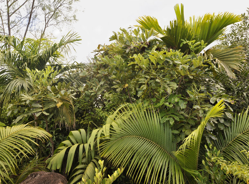 4_endemic_palms.jpg