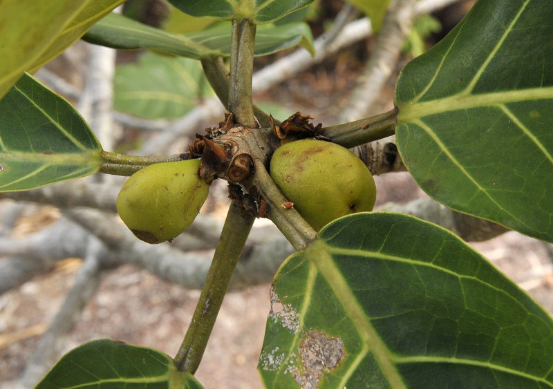 Ficus lutea. Close-up.