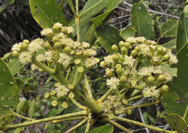 Polyscias_crassa._Closer.jpg