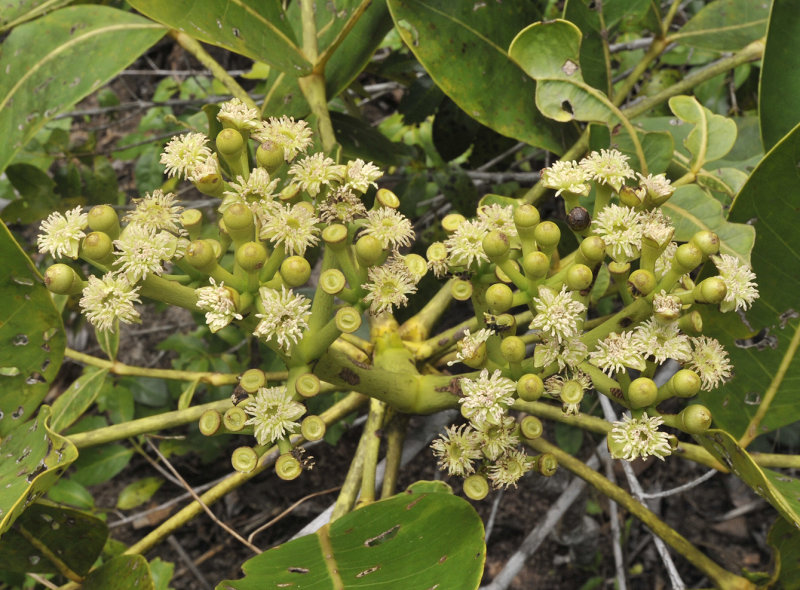 Polyscias_crassa._Closer.2.jpg