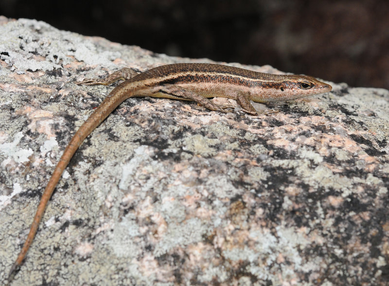 Trachylepis seychellensis