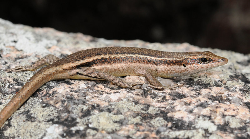 Trachylepis seychellensis