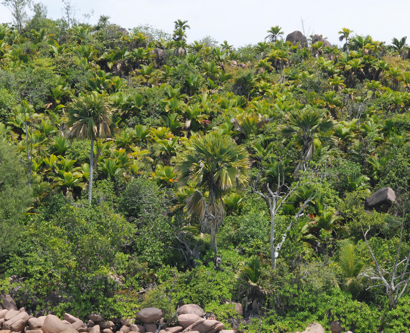 Palms_Praslin.jpg