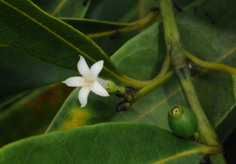 Craterispermum_microdon._Closeup.2.jpg