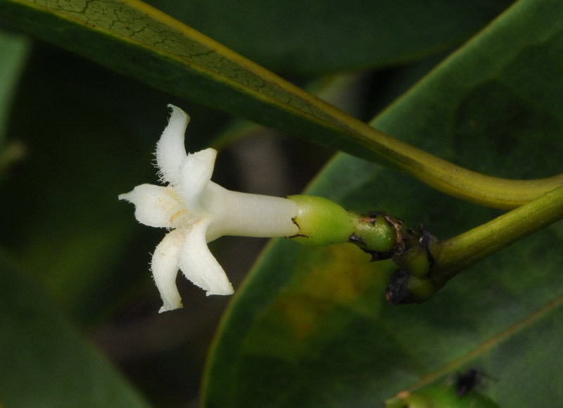 Craterispermum_microdon._Closeup.jpg