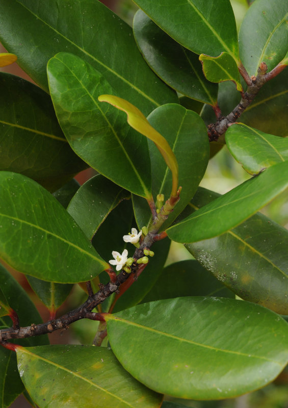 Erythroxylum_sechellarum.jpg