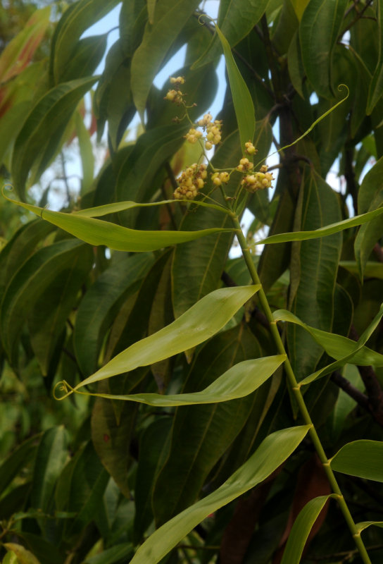 Flagellaria indica