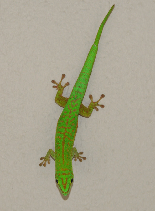 Phelsuma astriata semicarinata