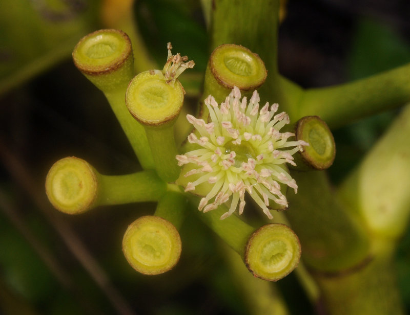 Polyscias_crassa._Closeup.2.jpg
