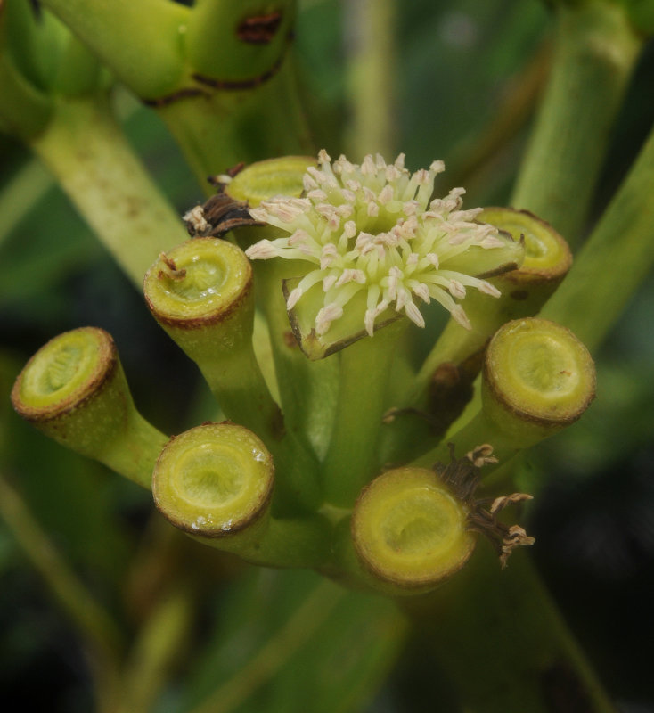 Polyscias_crassa._Closeup.jpg
