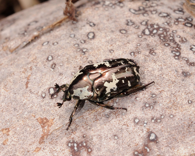 Protaetia_aurichalcea.jpg