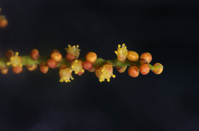Roscheria melanochaetes. Close-up.