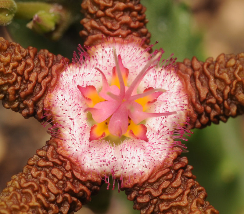 Stapelia_flavopurpurea_4._Closeup.4.jpg