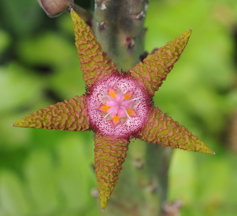Stapelia_flavopurpurea_5.closer.jpg