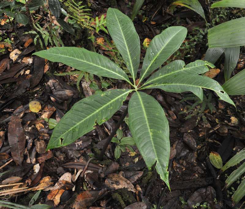 Protarum_sechellarum.jpg