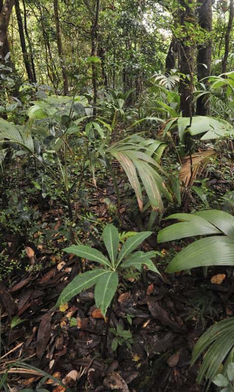 Protarum_sechellarum_in_habitat.jpg