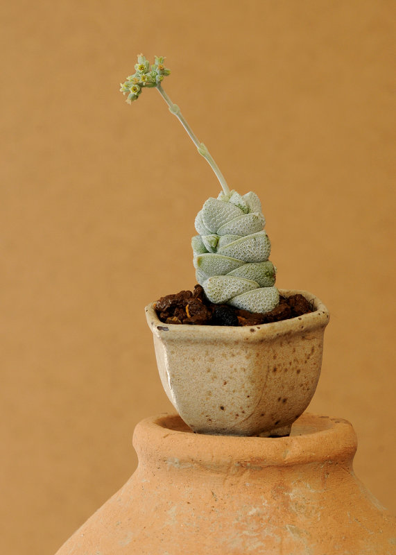 Crassula.jpg