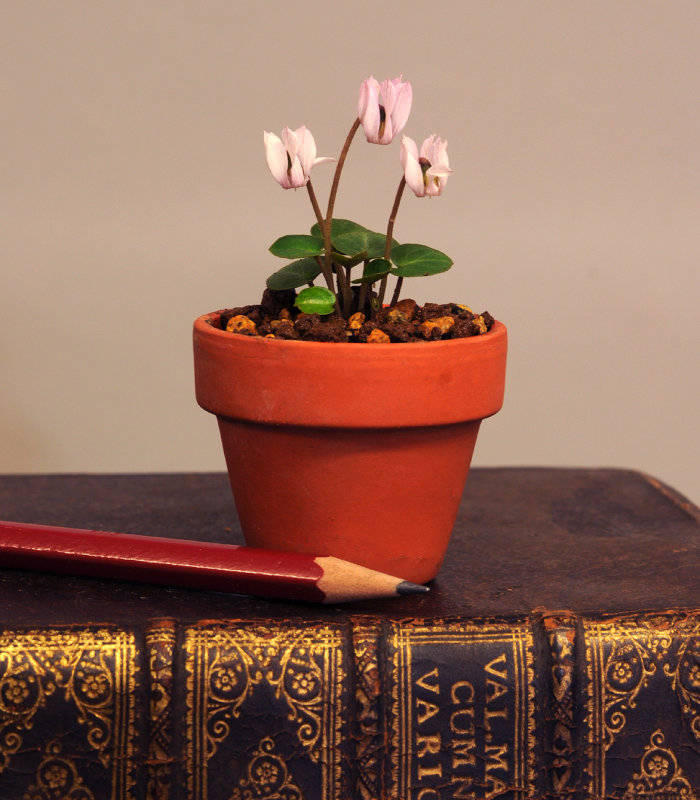 Cyclamen_intaminatum.jpg