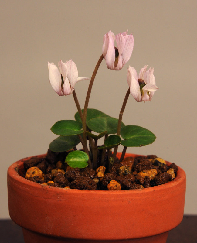 Cyclamen_intaminatum.2.jpg
