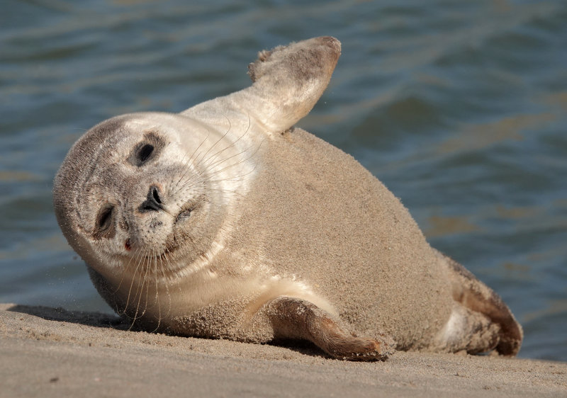 Zeehond_1.jpg