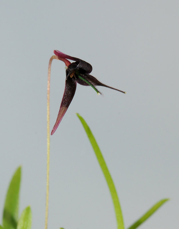 Bulbophyllum_tentaculiferum._Closeup.jpg