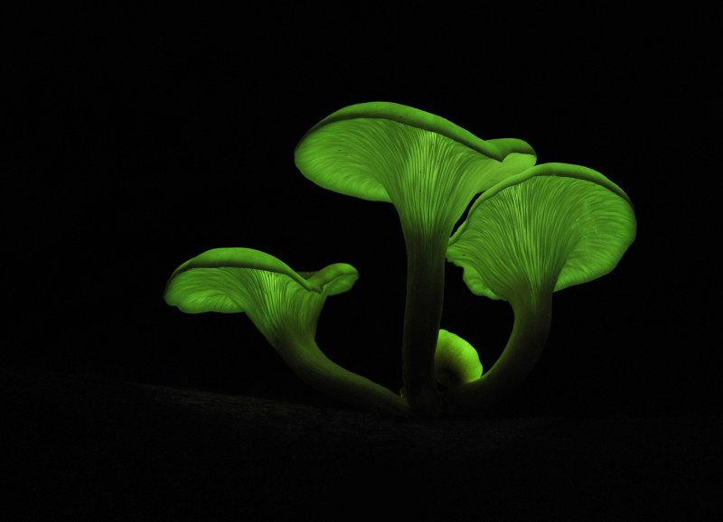 Omphalotus_nidiformis.1.jpg