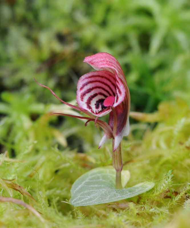 Corybas_roseus.3.jpg