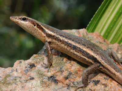 Trachylepis seychellensis. Close-up.