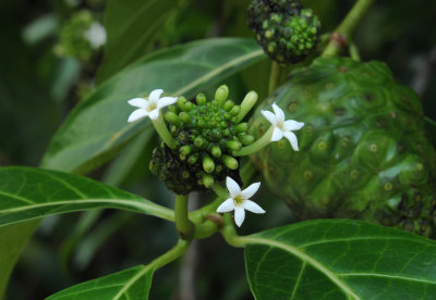 Morinda citrifolia. Close-up.