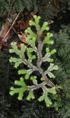 Selaginella fissidentoides