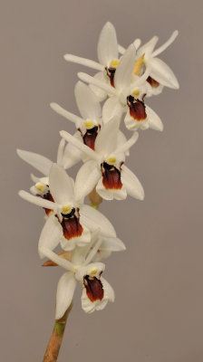 Coelogyne pulchella. Closer.