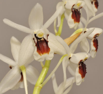 Coelogyne pulchella. Close-up.