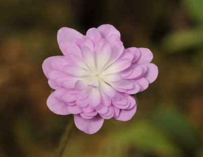 Hepatica