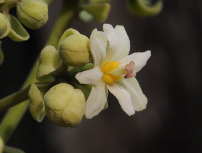 Hernandia nymphaeifolia. Close-up. 