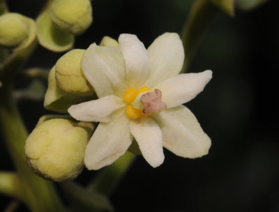 Hernandia nymphaeifolia. Close-up.